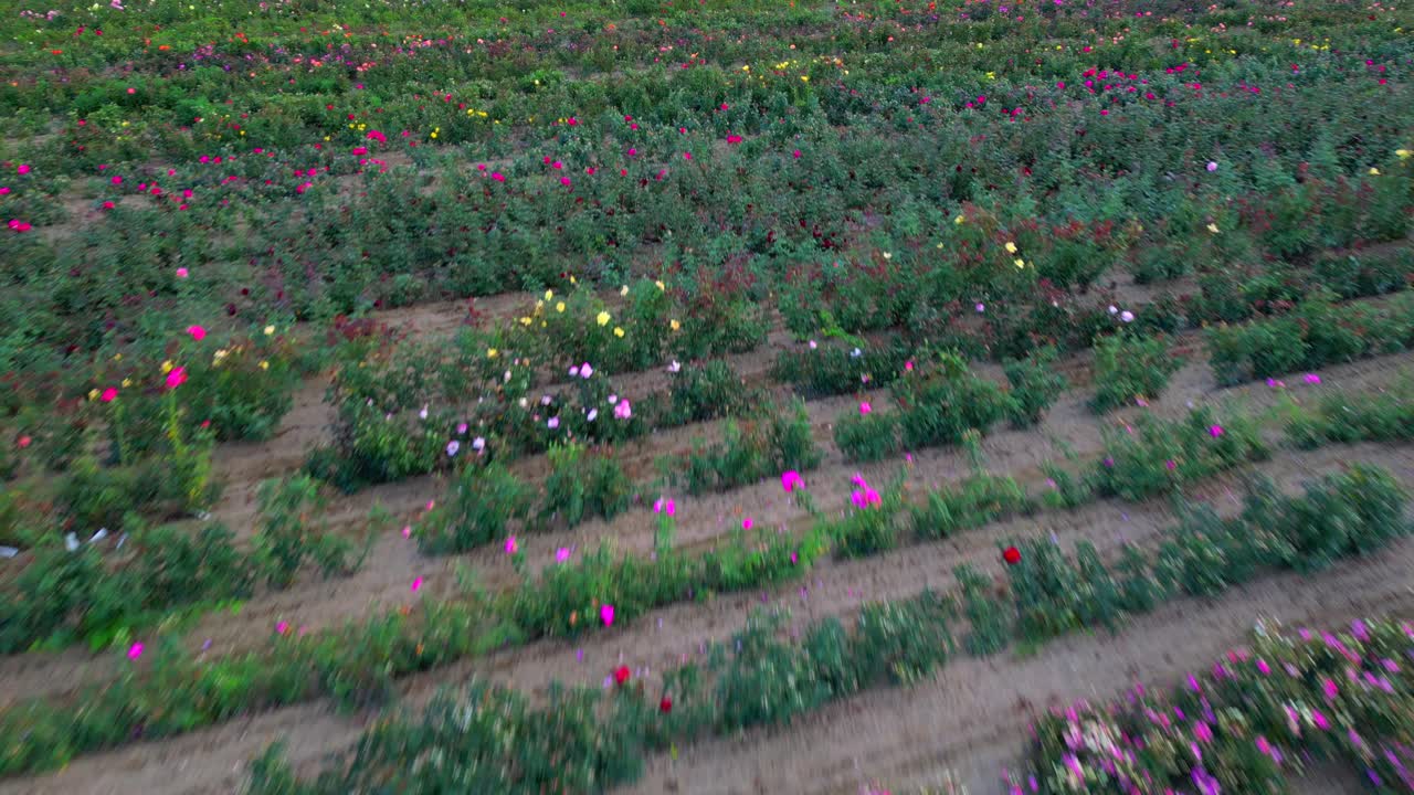 volar sobre filas en un gran campo de flores que crecen en una granja comercial