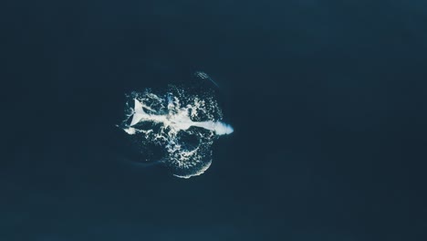 Orca-Schwimmt-Auf-Dem-Kopf,-Luftaufnahme-Mit-60-Bildern-Pro-Sekunde