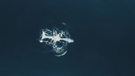 orca swimming up side down aerial shot 60fps