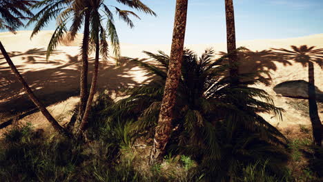 Palm-trees-of-oasis-in-desert-landscape