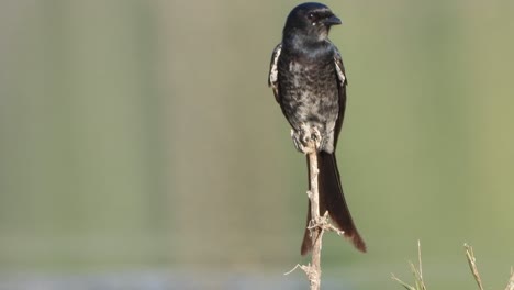 Schwarzer-Drongo-Im-Teichbereich.