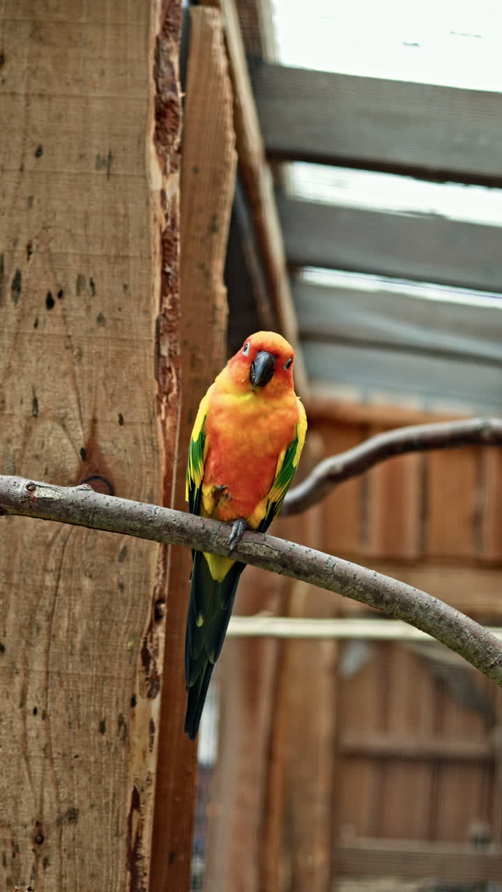 Pappagallo arancione. Pappagallo tropicale. Uccello tropicale. Fauna selvatica. Foresta tropicale. Bellissimo pappagallo su un albero verde nel suo habitat naturale. Coppia di are alate insieme su un ramo.