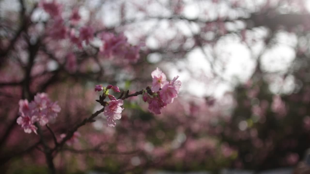 Extreme close up of pink cherry blossoms in Brazil