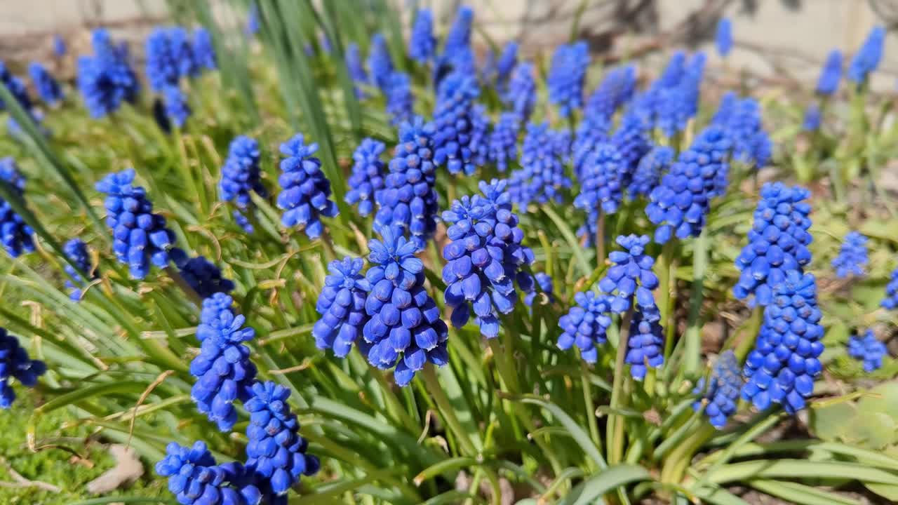 Purple bell shaped flowers Grape hyacinth blooming in garden in early spring