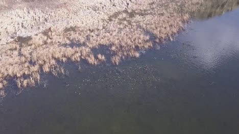 raft of american coots swim in wetland during spring migration