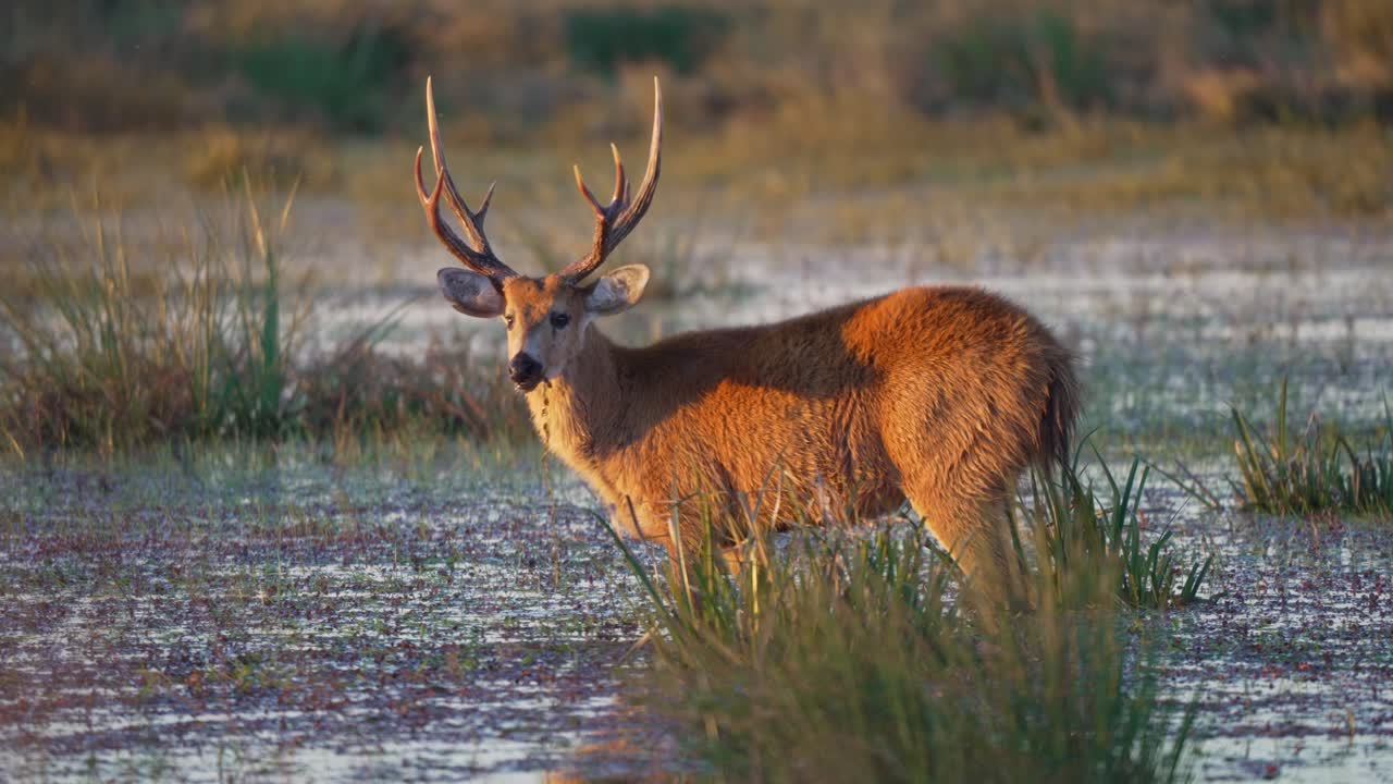 Buck grazes in wet muddy field as golden hour light reflects across tall grass and shallow water, static sideview