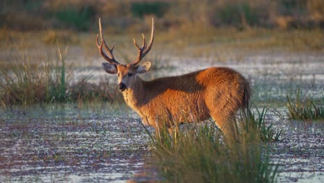 buck grazes in wet muddy field as golden hour light reflects across tall grass and shallow water, static sideview
