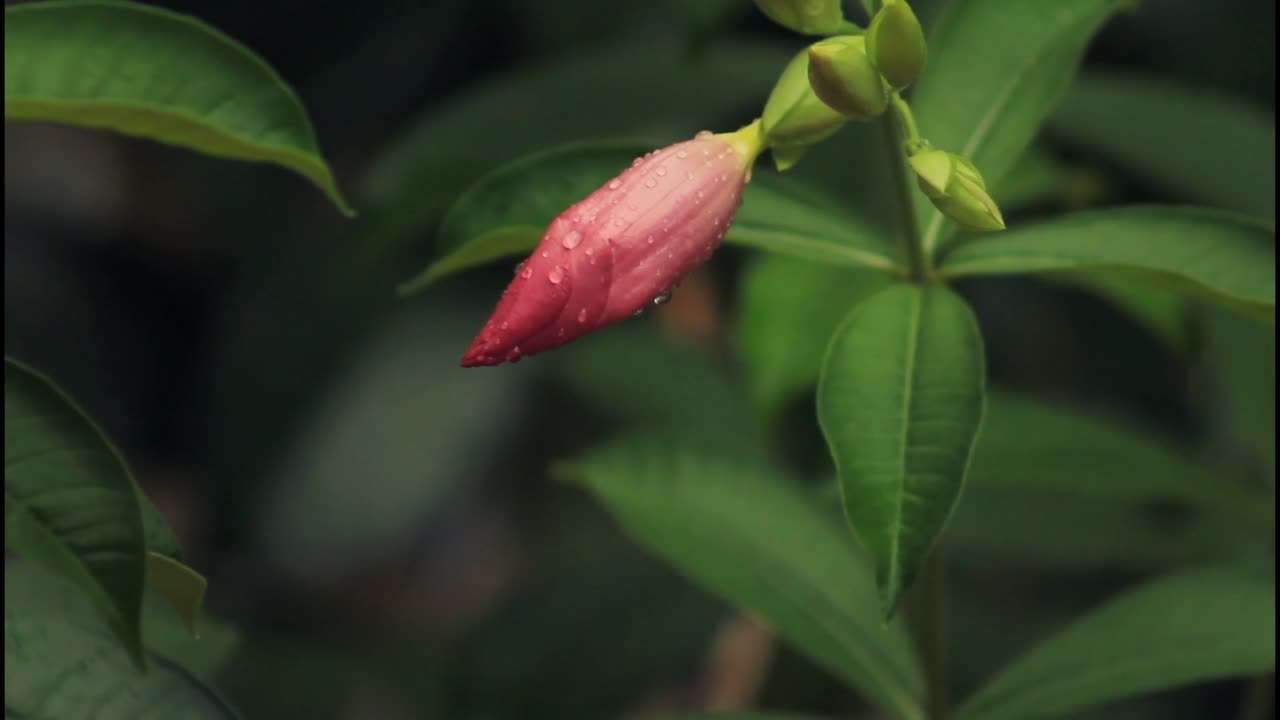 Bocciolo di fiore rosa con gocce d'acqua