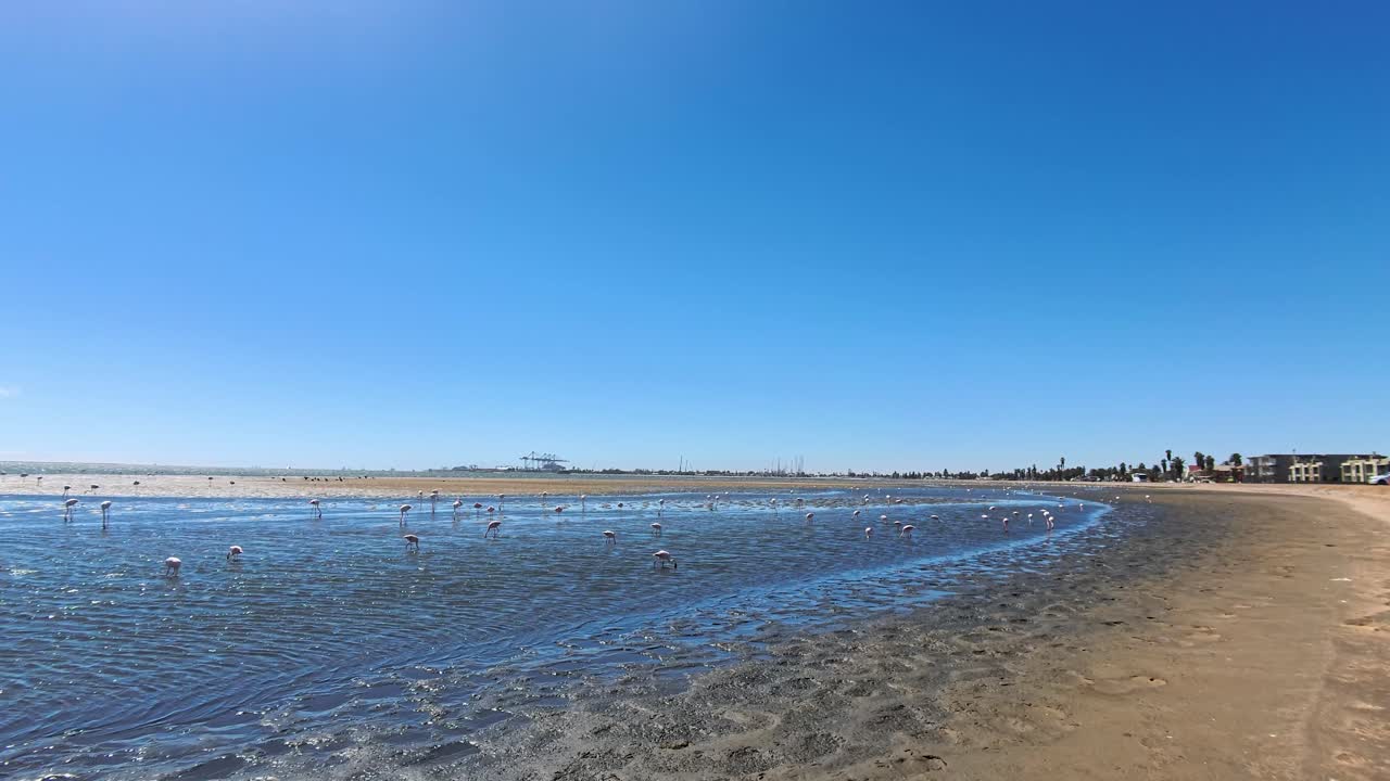 Flamingos on a Beach