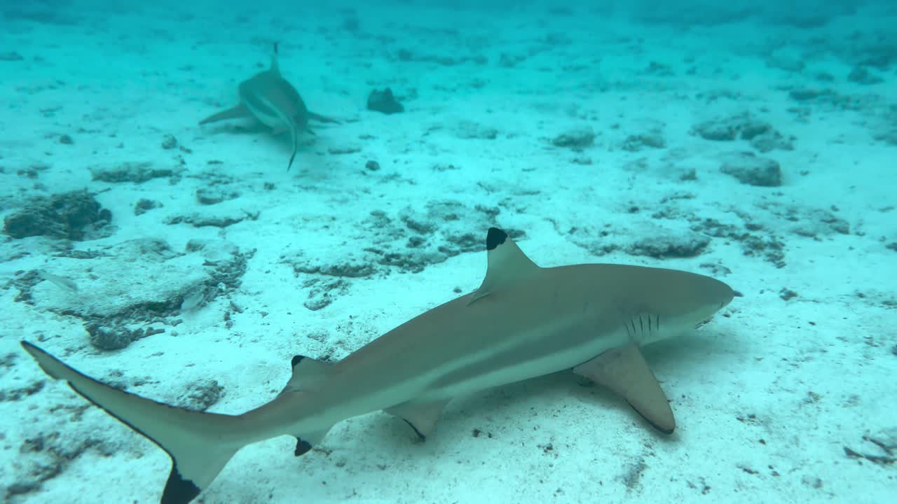Blacktip Reef Sharks Swimming Under The Ocean In Bora Bora Island. handheld, underwater shot