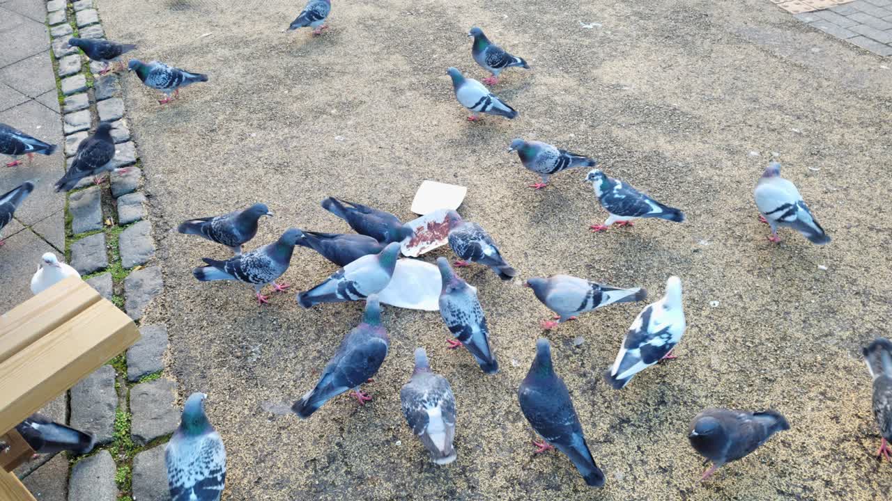 땅에서 먹이를 먹는 비둘기