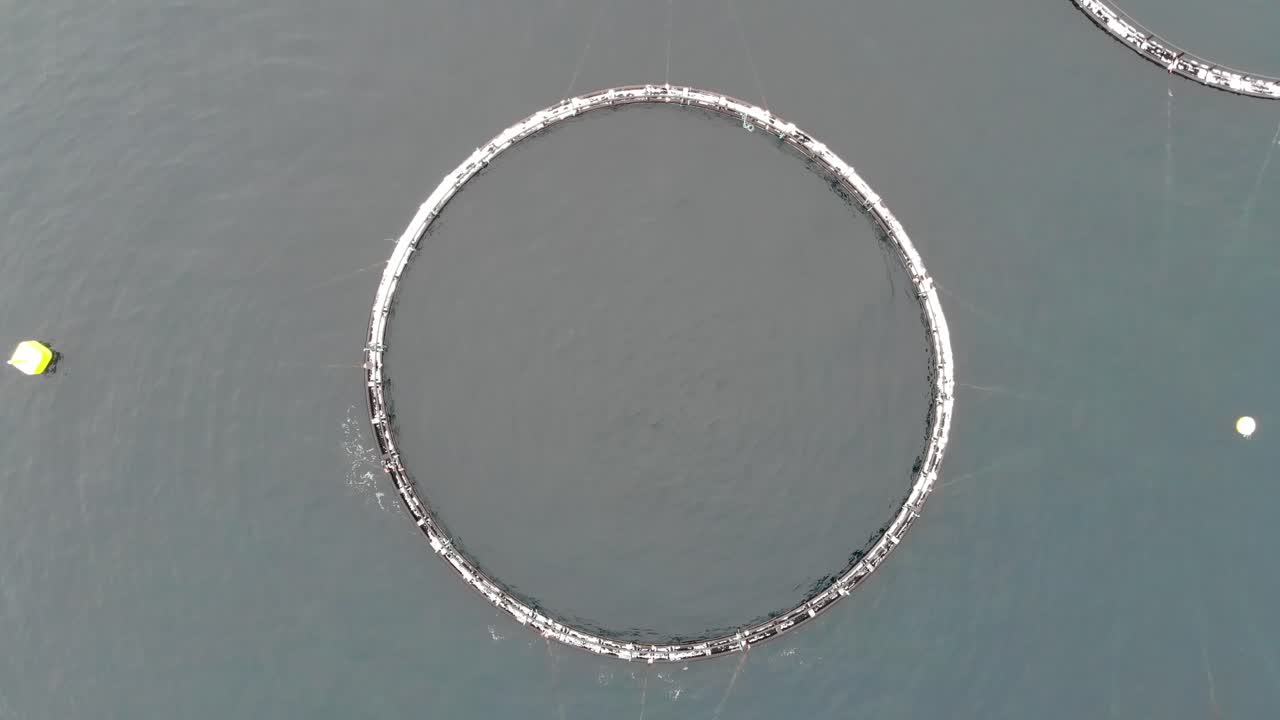 노르웨이 피요르드에서 자라는 연어를 위한 노르웨이 양어장의 둥근 우리 - 공중, 위에서 아래로
