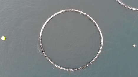 jaulas redondas de una piscifactoría noruega para el cultivo de salmón en el fiordo de noruega - aérea, de arriba hacia abajo