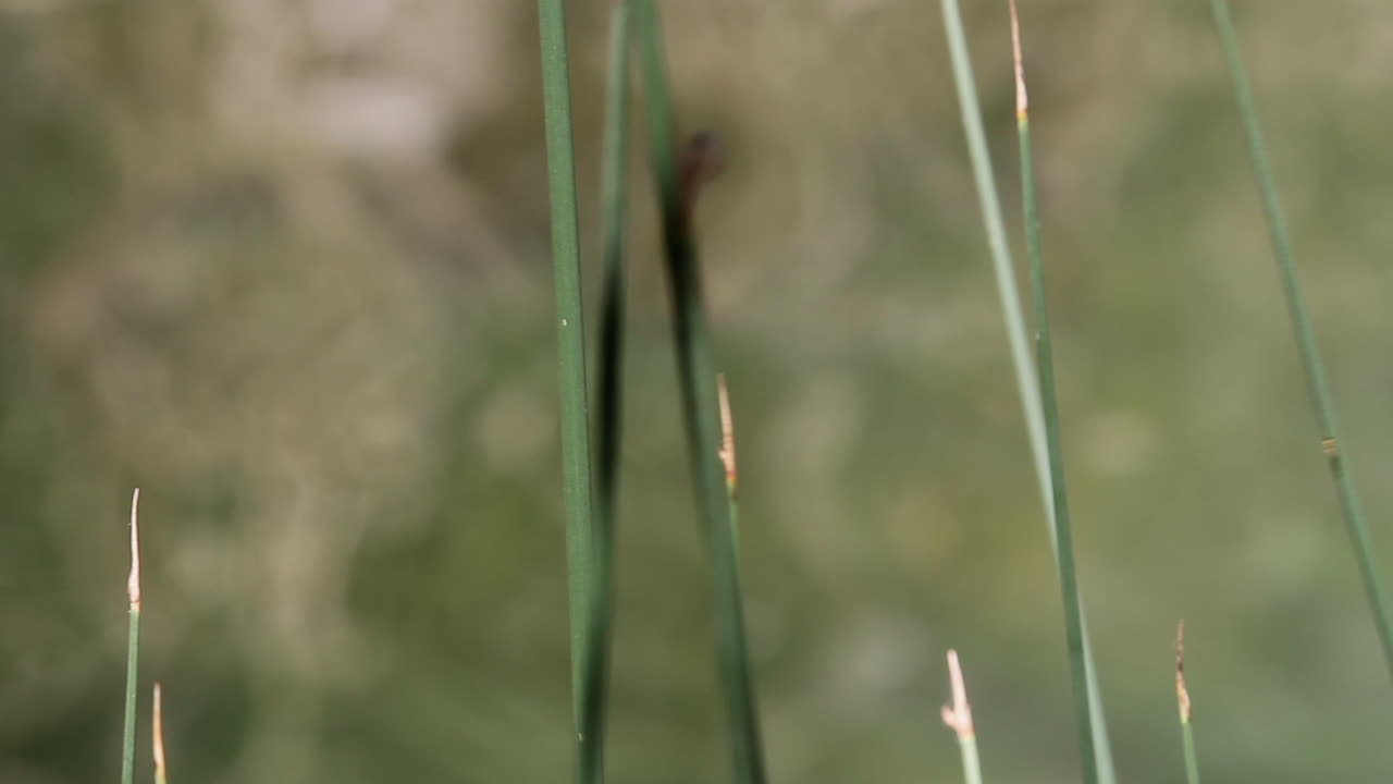 libélula negra y blanca en el tallo de caña de pantano con fondo desenfocado