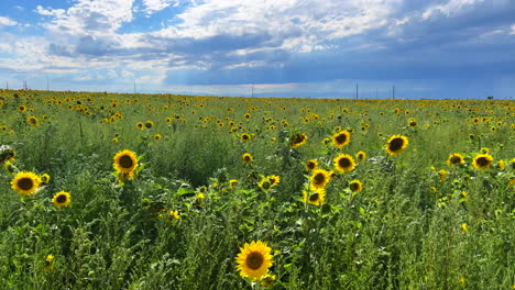 Windiger-Sonnenblumenfeldbauernhof-Gewitterregen-Auf-Felsigen-Bergrücken-Ebenen-Horizont-Sonniger-Blauer-Himmel-Malerischer-Internationaler-Flughafen-Denver-Nordamerika-USA-Colorado-Kansas-Nebraska-Schwenk-Nach-Rechts