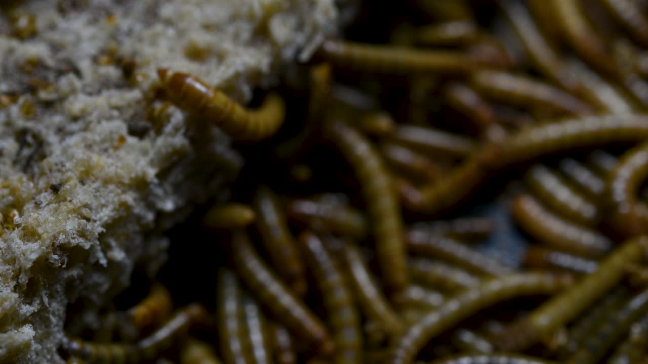 O Tenebrio é uma espécie de besouro Tenebrionidae usado para alimentar animais de estimação como peixes, cobras, pássaros e sapos.