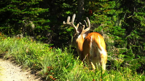 Highline-Trail-animal-encounter---whitetail-grazing-next-to-trail