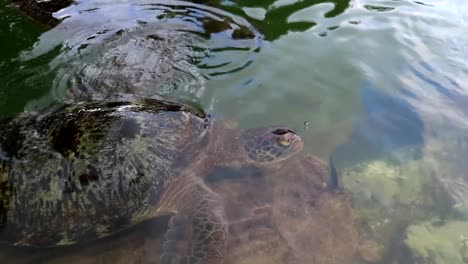 big green sea turtle diving and going up to breathe in mnarani turtles conservation refuge