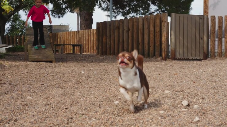 Cute Dog Runs To Camera In Park