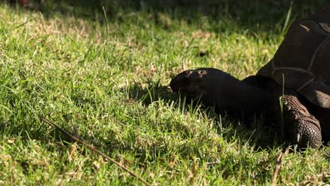 aldabra giant tortoise eating grass at melbourne zoo