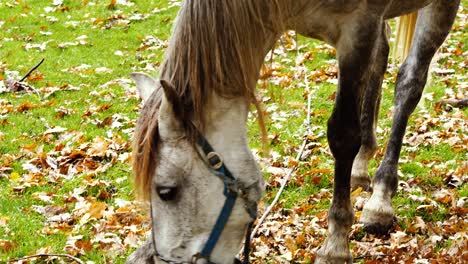 caballo gris comiendo pacíficamente en un paisaje oxidado y lluvioso