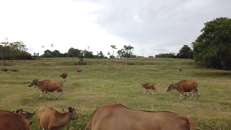 A-Herd-of-Bali-Cows,-Cattle-Walks-around-a-Green-Meadow-Landscape,-Agricultural-Field-in-Bali-Indonesia,-Saba,-Gianyar