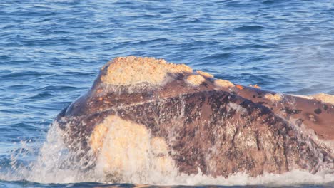 southern right whale rolls in the water and displays its head and dives down again