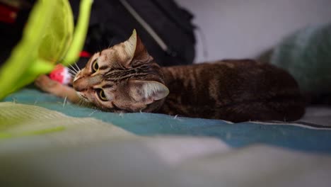 precioso gato atigrado dorado girando para mirar a la cámara con pupilas dilatadas