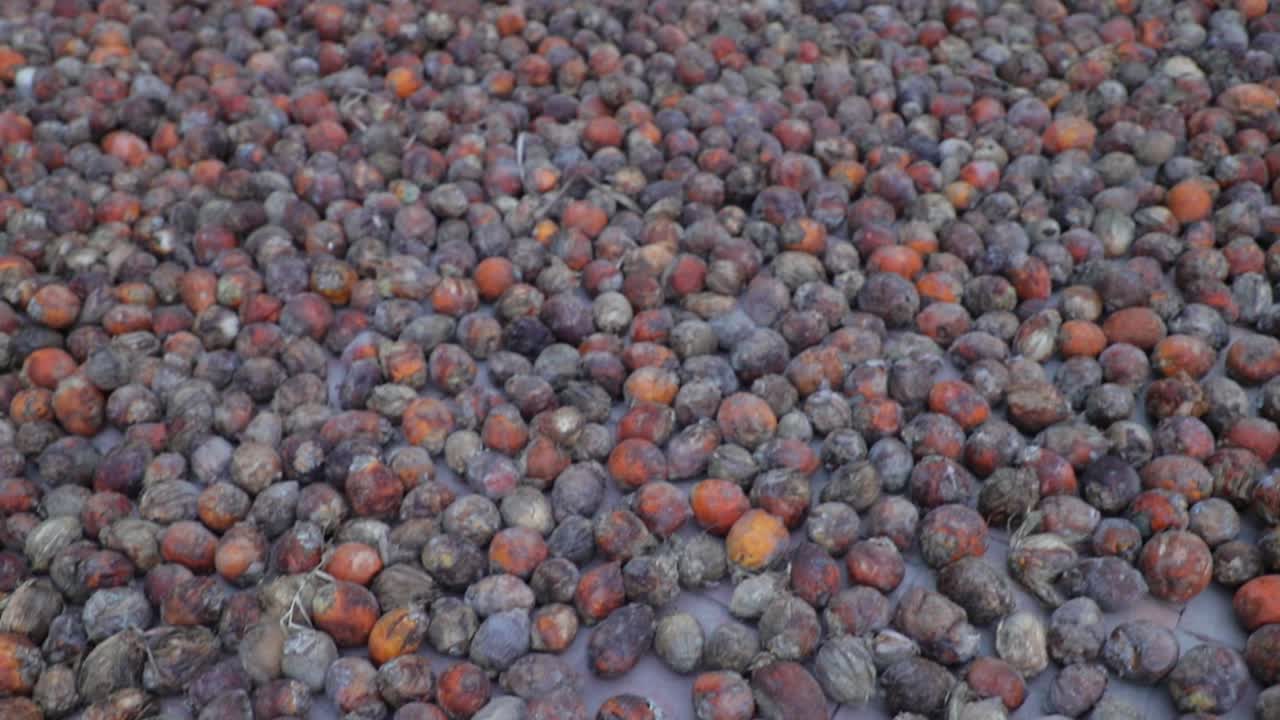 Essiccazione al sole di noci di areca, la maggior parte delle quali sono marce a causa delle forti piogge