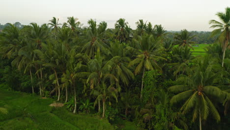 aerial-view-rice-paddies-drone-flying-over-rice-terrace-agricultural-farmlands-crop-farms-of-rural-asia-4k