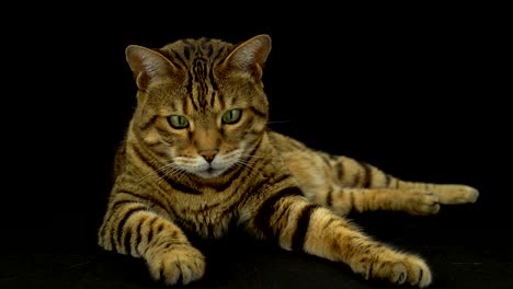 4k bengal cat on black background