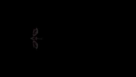 Realistic-dragon-flies-from-right-to-left-in-a-straight-line,-overhead-plane-on-black-background