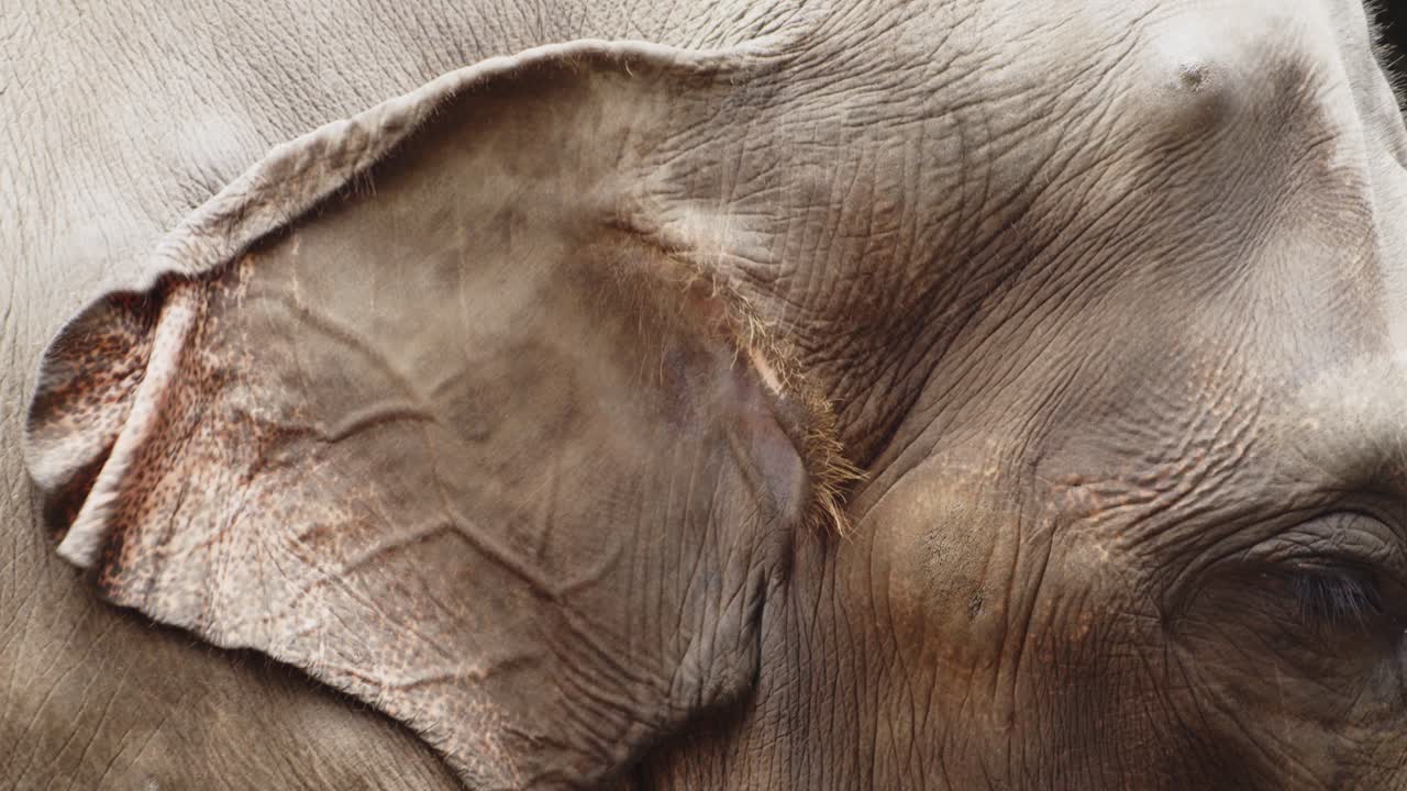 la piel y las orejas del viejo elefante asiático se enfrían bajo la caída, cierran a cámara lenta