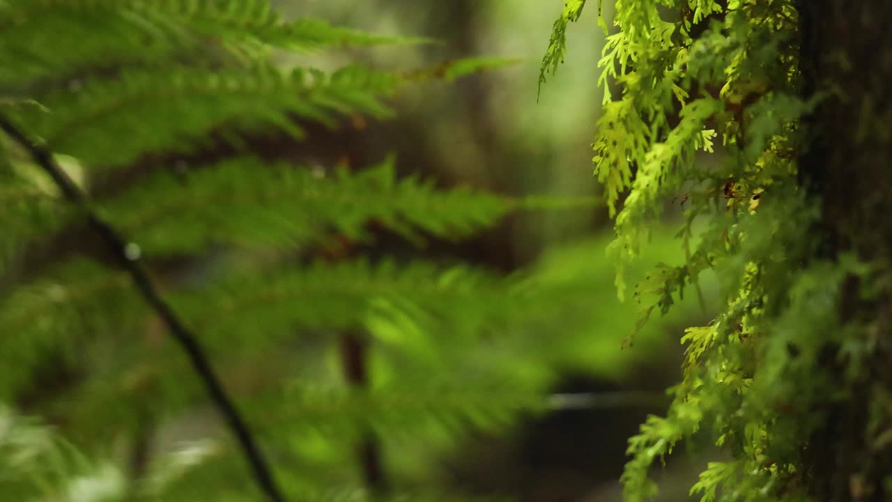 пышные зеленые папоротники в тропическом лесу