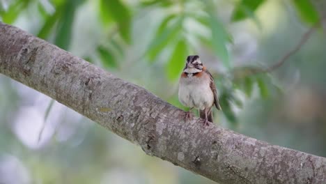escena cinematográfica de un gorrión salvaje de cuello rufo, zonotrichia capensis, parado en la rama del árbol, mirando a su alrededor con un hermoso follaje verde balanceándose en el fondo