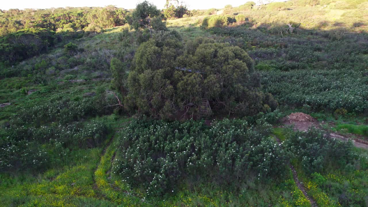 Lush Green Tree With A Treehouse In Rural Portugal - Drone Shot