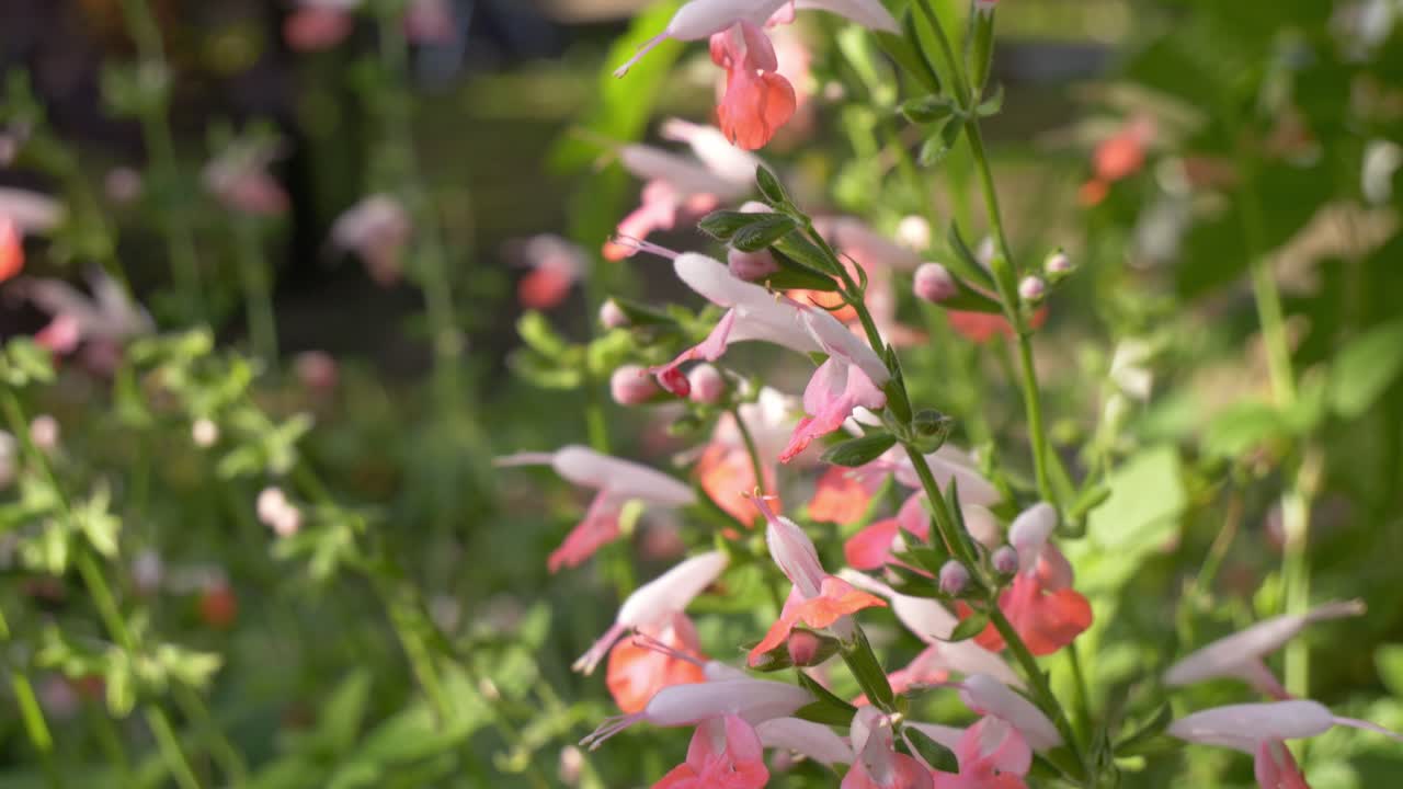 Korallnymfesalvie (Salvia Coccinea) med tofargede rosa og hvite rørformede blomster i sollys. Nærbilde.