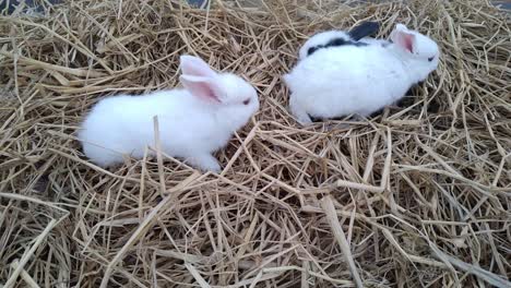 close up shot of three fluffy bunnies playing ,jumping,seeking for food on rice straw in the farm