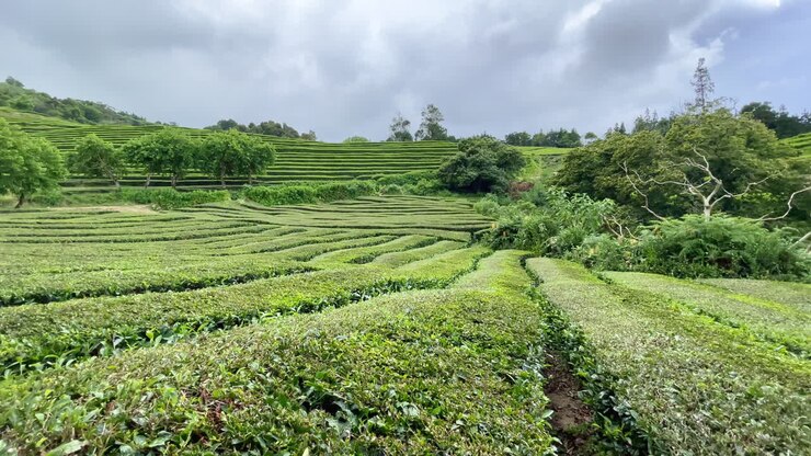 Tea Plantation after Harvesting Leaves in Beautiful Nature in Asia