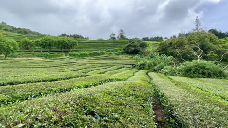 plantación de té después de cosechar hojas en la hermosa naturaleza de asia