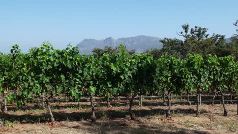 exuberantes vides en crecimiento en la finca vinícola groot constantia en ciudad del cabo, sudáfrica