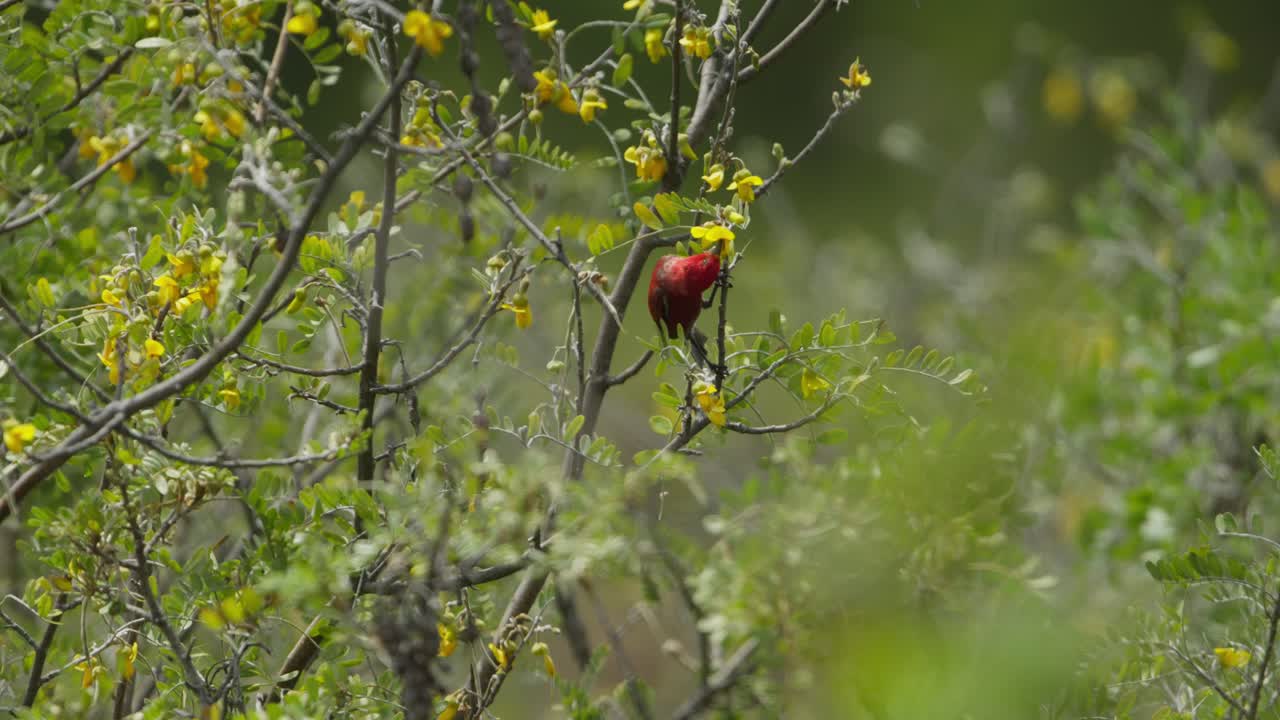pájaro rojo alimentándose de flores amarillas