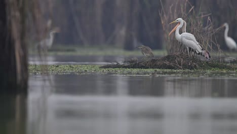 Pájaro-Cigüeña-Pintado-Buscando-Comida-En-El-Agua-Durante-La-Mañana-De-Invierno-Brumoso-1