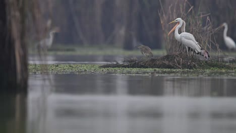 pájaro cigüeña pintado buscando comida en el agua durante la mañana de invierno brumoso-1