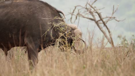 macho pesado búfalo africano del cabo rasca los cuernos en un pequeño arbusto