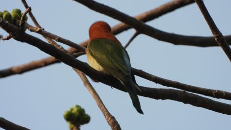 bee-eater in tree waiting for pray