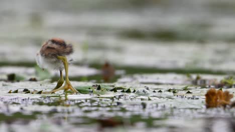 Polluelos-De-Jacana-De-Cola-De-Faisán-Alimentándose-En-Un-Día-Lluvioso-En-Hojas-Flotantes