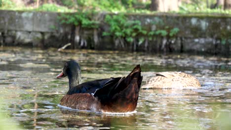 Zwei-Stockenten-Schwimmen-In-Einem-Teich-Und-Suchen-Etwas-Zu-Essen