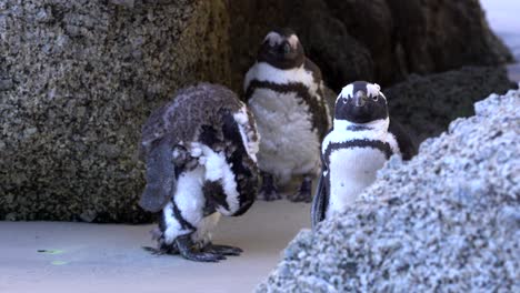 pingüinos parados entre rocas en ciudad del cabo