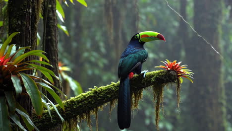 colorful toucan perched in a misty tropical rainforest